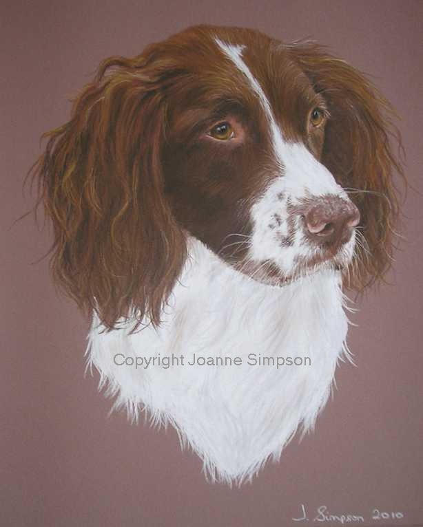 Springer Spaniel portrait by Joanne Simpson